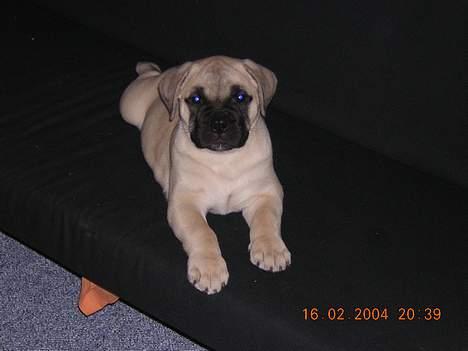 Bullmastiff  Danish Lilo billede 2
