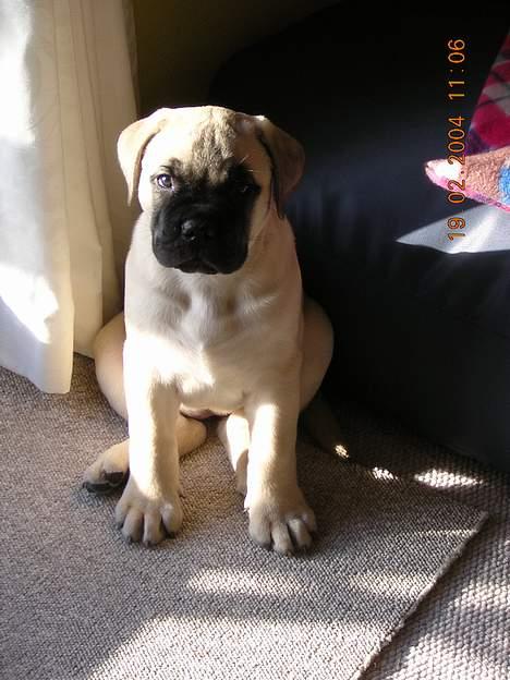 Bullmastiff  Danish Lilo billede 3