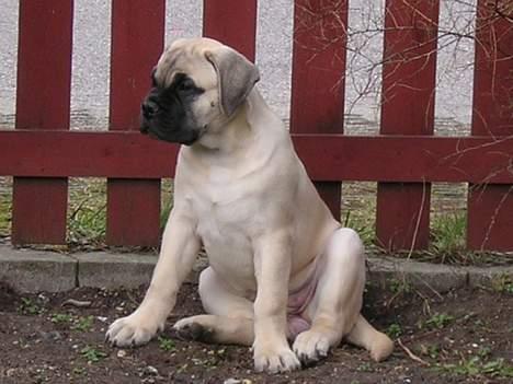 Bullmastiff  Danish Lilo billede 4