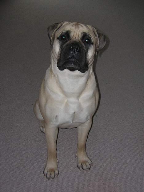 Bullmastiff  Danish Lilo billede 5