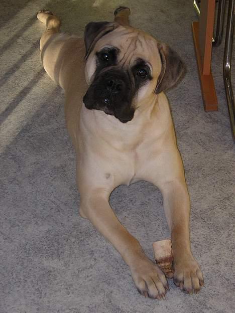 Bullmastiff  Danish Lilo billede 6