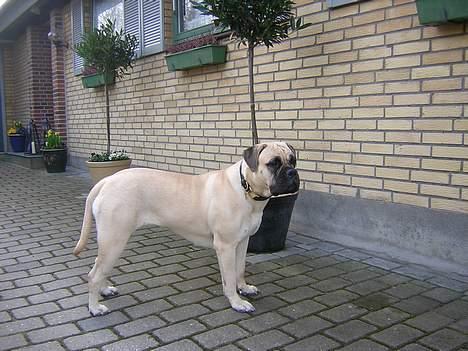 Bullmastiff  Danish Lilo billede 7