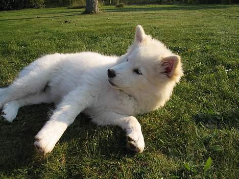 Finsk lapphund Luna billede 9