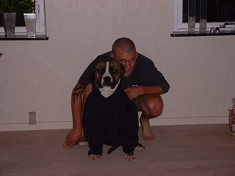 Amerikansk bulldog chang billede 9