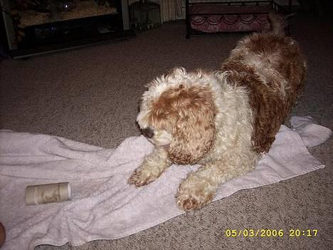 Amerikansk cocker spaniel Galaksi Rocket Man billede 18