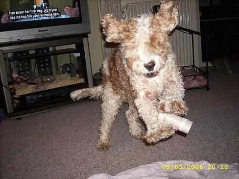 Amerikansk cocker spaniel Galaksi Rocket Man billede 19