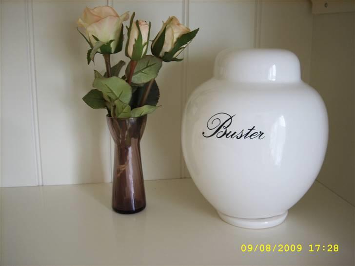 Amerikansk cocker spaniel Galaksi Rocket Man - Buster er kommet hjem til mig igen. billede 20