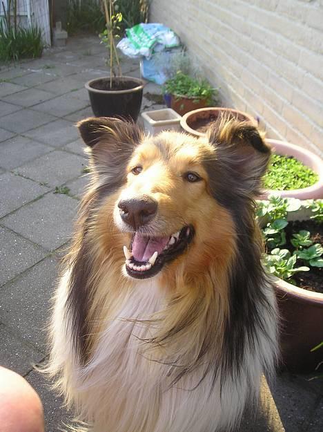 Collie langhåret Nelly (Nellepigen) - Nellepigen med et stort smil...;o) billede 1