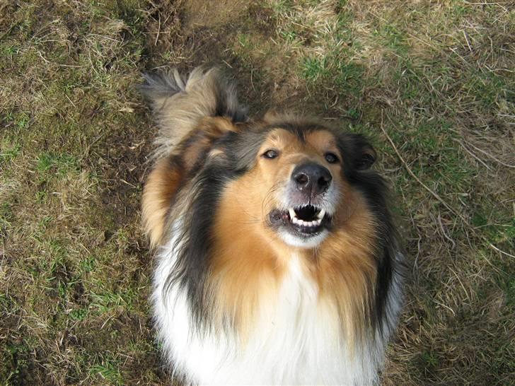 Collie langhåret Nelly (Nellepigen) - Hun er da SKØN.... billede 2