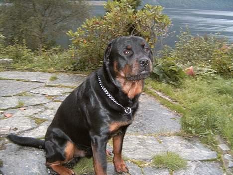 Rottweiler Rocky billede 12