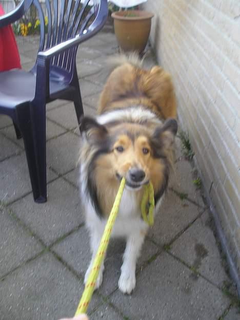 Collie langhåret Nelly (Nellepigen) - Hiv O´højsa... billede 3