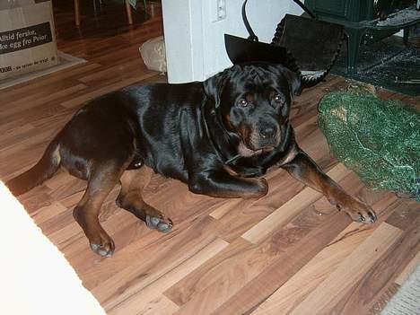 Rottweiler Rocky billede 13