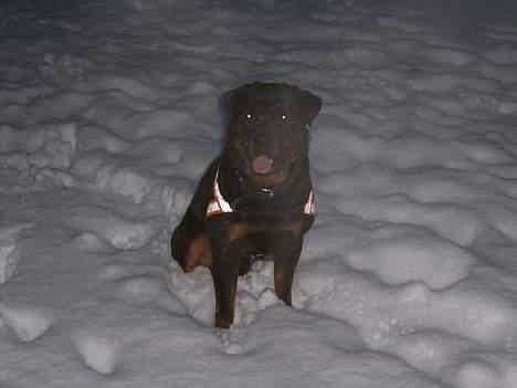 Rottweiler Rocky billede 14