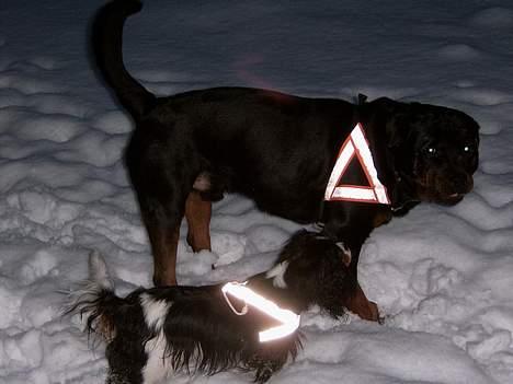 Rottweiler Rocky billede 15