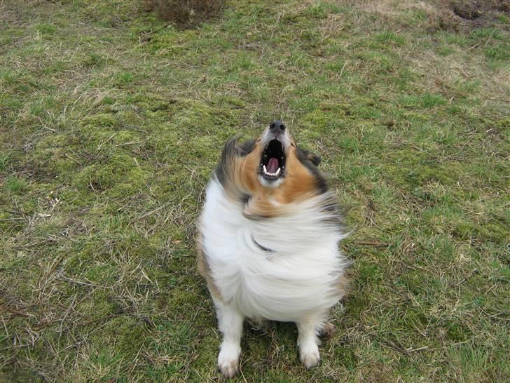 Collie langhåret Nelly (Nellepigen) - Gi´ mig så den godbid... billede 4