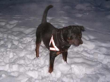 Rottweiler Rocky billede 16