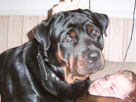 Rottweiler Rocky billede 17
