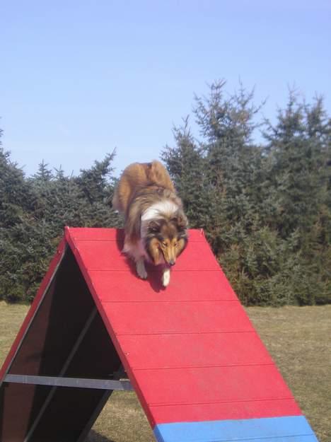 Collie langhåret Nelly (Nellepigen) - A´et klares i fin stil.. billede 5