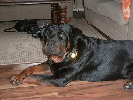 Rottweiler Rocky billede 18