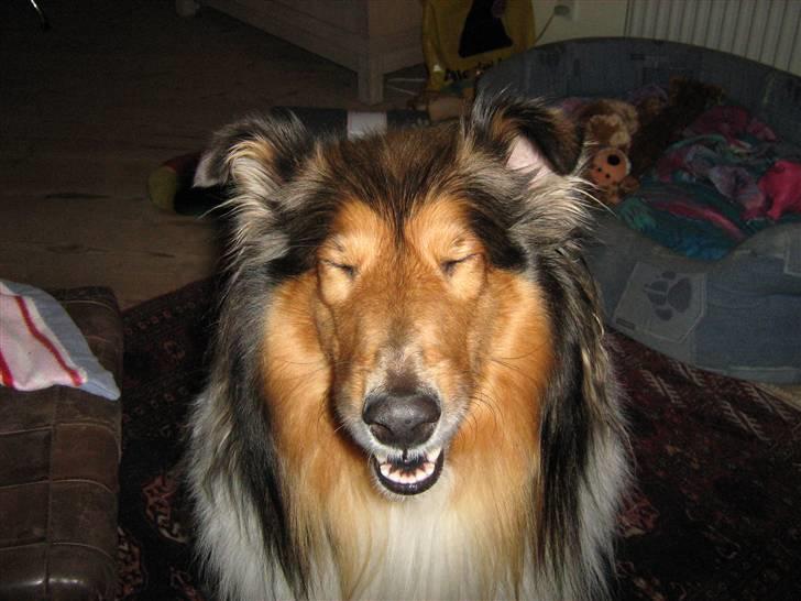 Collie langhåret Nelly (Nellepigen) - Hi hi billede 6