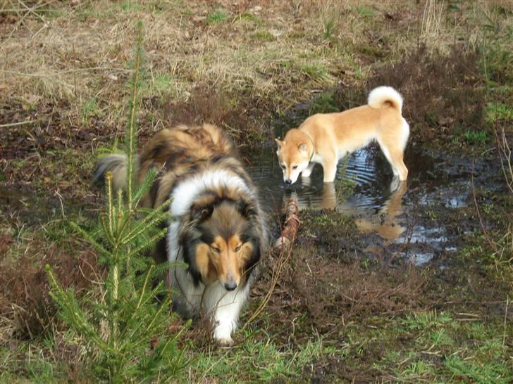 Collie langhåret Nelly (Nellepigen) - Hmmm... det er da vist ikke særlig collie-agtig... er det Nelly ??? billede 7