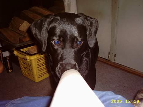 Labrador retriever siffe billede 11