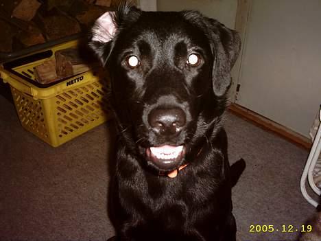 Labrador retriever siffe billede 12