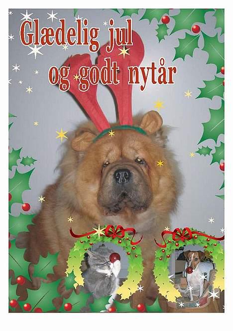 Chow chow carlo - Glædelig jul allesammen! billede 10