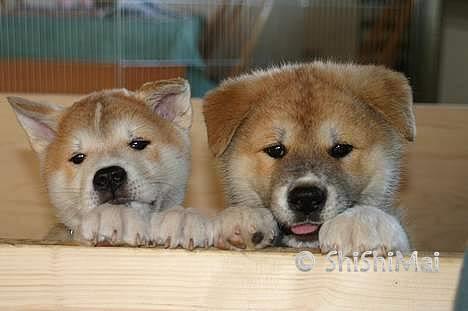 Akita inu Choco - Mig og Shiro.. vi kan lige nå og hoppe op og kigge ud.. ;o) hihi.. det var tider.. ;o) billede 12