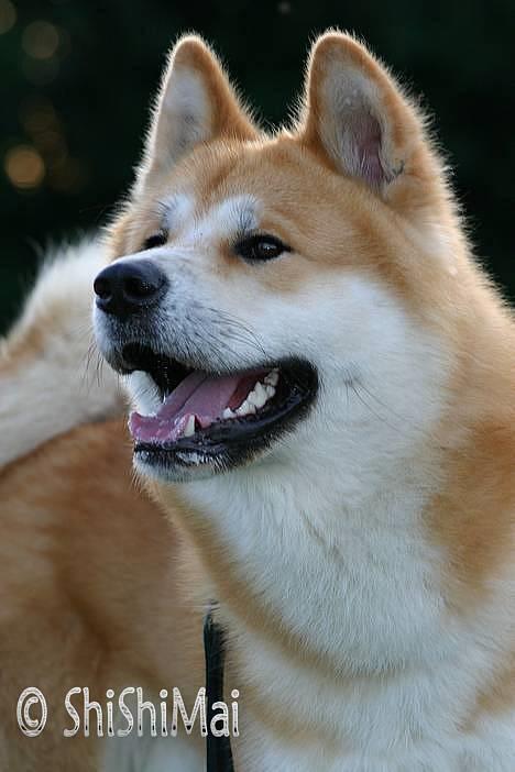 Akita inu Choco - * NYT -  billede 13