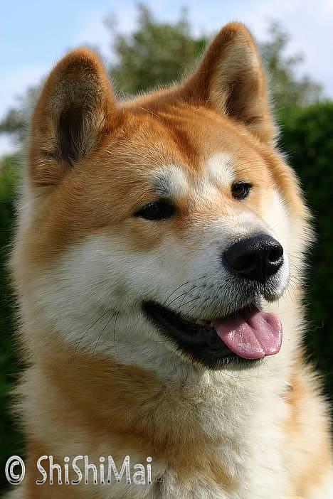 Akita inu Choco - * NYT -  billede 14