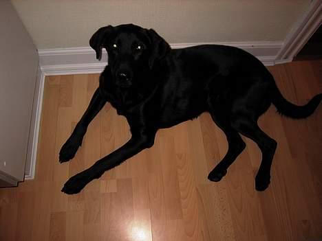 Labrador retriever Walter - walters plads når vi andre spiser billede 7