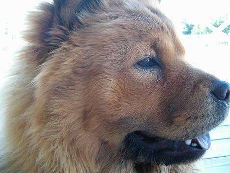 Chow chow Lazie (død 15/2-07) - Sååå smuk i profil billede 1
