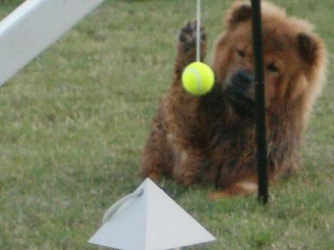 Chow chow Lazie (død 15/2-07) - Hvorfor sidder bolden fast mor?? billede 2