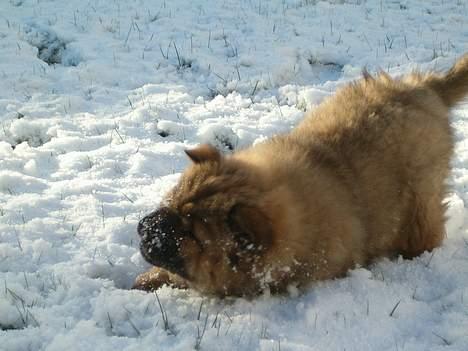 Chow chow Lazie (død 15/2-07) - elsker det her billede 3