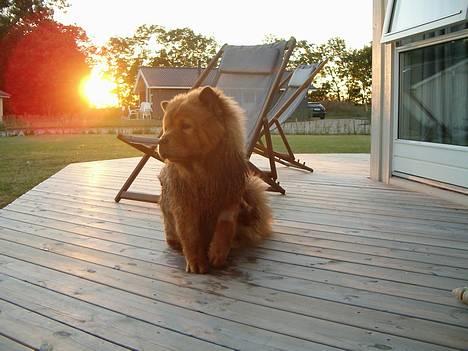 Chow chow Lazie (død 15/2-07) - Nyder lige resten af solen billede 4