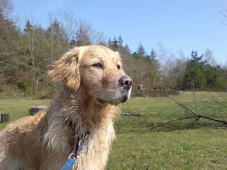 Golden retriever Mario - Holder udkig billede 4