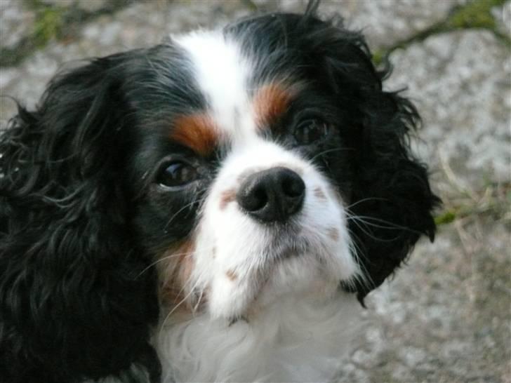 Cavalier king charles spaniel Disney billede 1