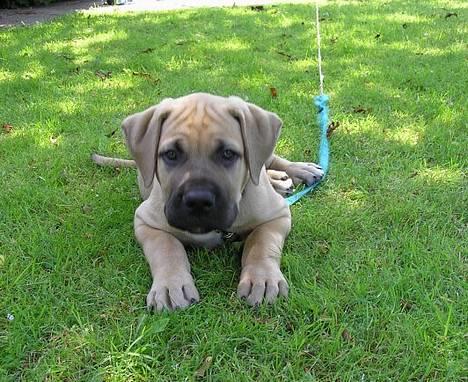 Boerboel ~ Victor ~ R.I.P - Kigger op på far billede 4