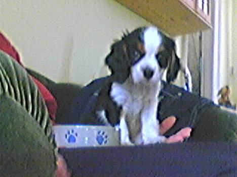 Cavalier king charles spaniel Disney - hmm skal jeg spise eller hmm.. kan ikke helt finde ud af mit nye hjem.. billede 2