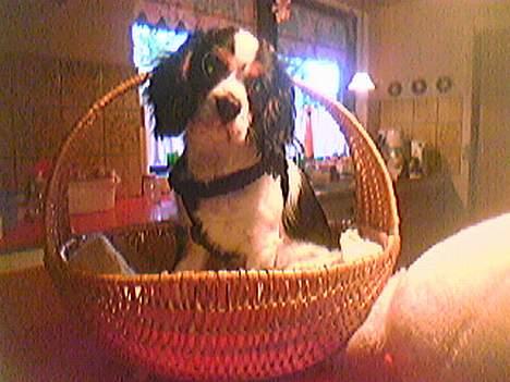 Cavalier king charles spaniel Disney - se så at tag det billed hmm.. sikke noget man gør bare for en hundekiks.. billede 3