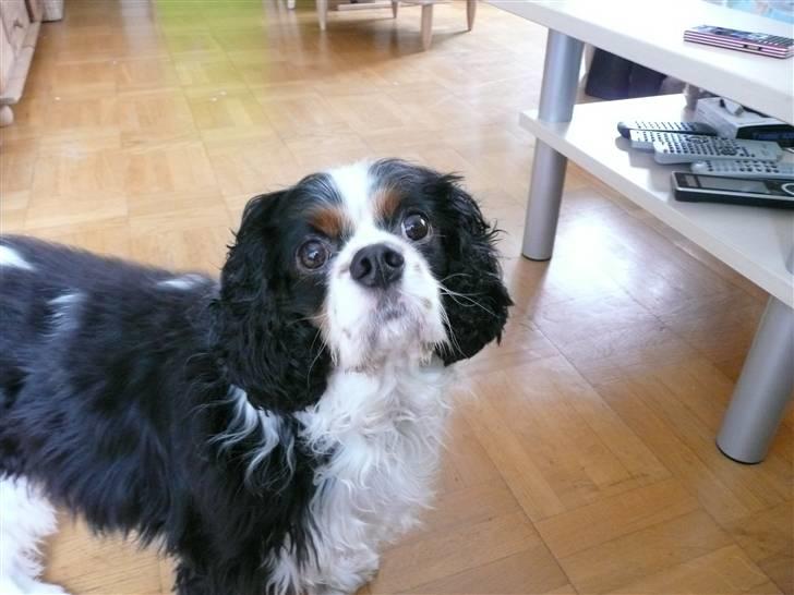 Cavalier king charles spaniel Disney billede 4