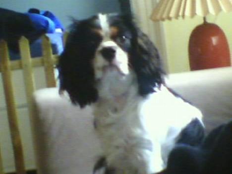Cavalier king charles spaniel Disney - ja ja.. jeg er klar sagde du noget??? mad.. hundkiks.. tur??? hvad hvad.. billede 5