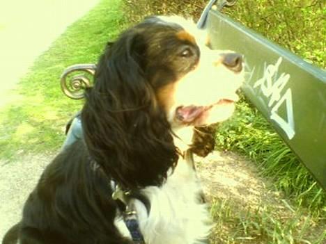 Cavalier king charles spaniel Disney - sidder lige og nyder aften solen lidt... billede 6