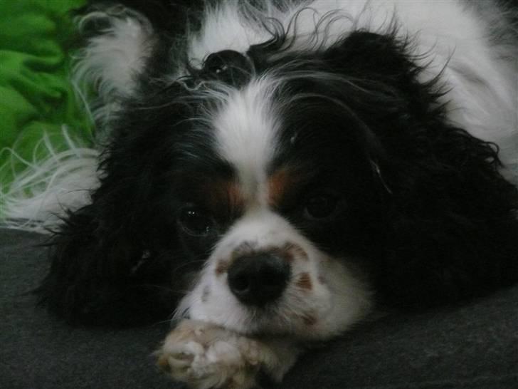 Cavalier king charles spaniel Disney - ta´r mig lige en lille lur på min mors arm.. billede 7