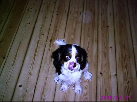 Cavalier king charles spaniel Disney - ummm dejlig mad.. har du mere.. billede 8