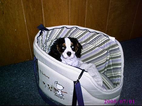 Cavalier king charles spaniel Disney billede 9
