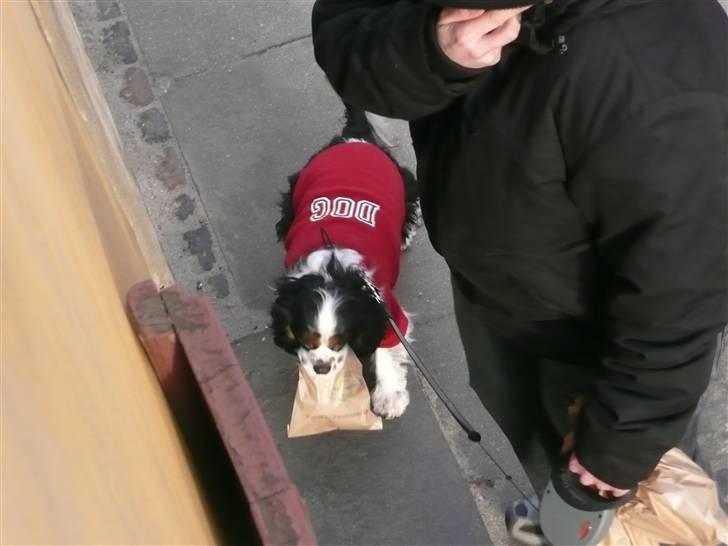 Cavalier king charles spaniel Disney - godt gjort, man skal selv bager sin morgen mad hjem.. billede 10