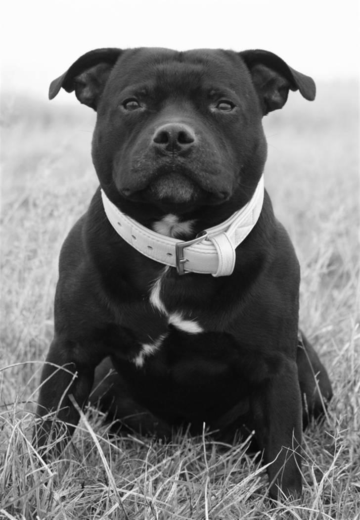 Staffordshire bull terrier Manse - Manse 6 år :) billede 15