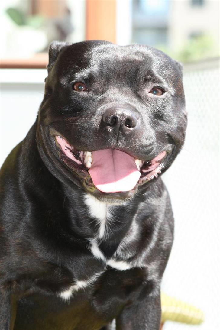 Staffordshire bull terrier Manse billede 16